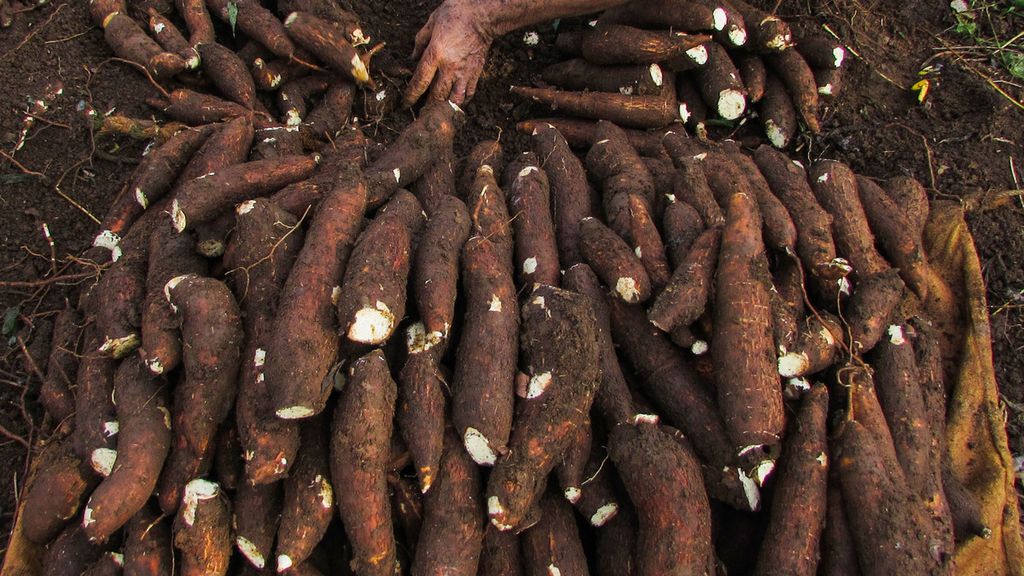 Opini : Menggagas Kemandirian Pangan Daerah: Potensi Strategis Singkong di Kabupaten Serang